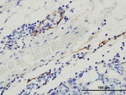 Podoplanin Antibody (8.1.1) - Azide and BSA Free, Novus Biologicals 0.1